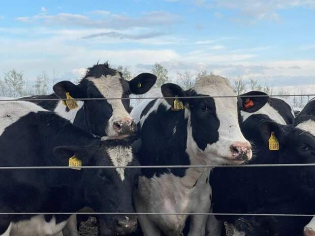 Губернатор Тульской области выяснил обстановку с домашним скотом в регионе