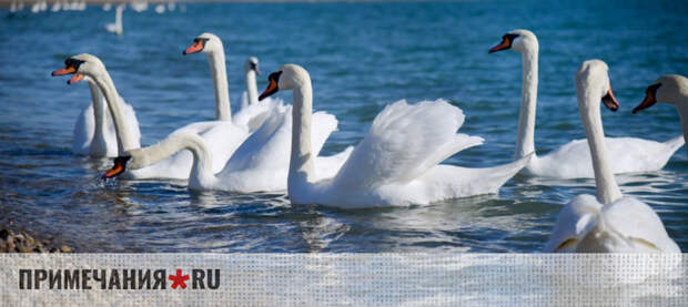 Евпаторийские власти рассказали, как кормить обосновавшихся в городе лебедей