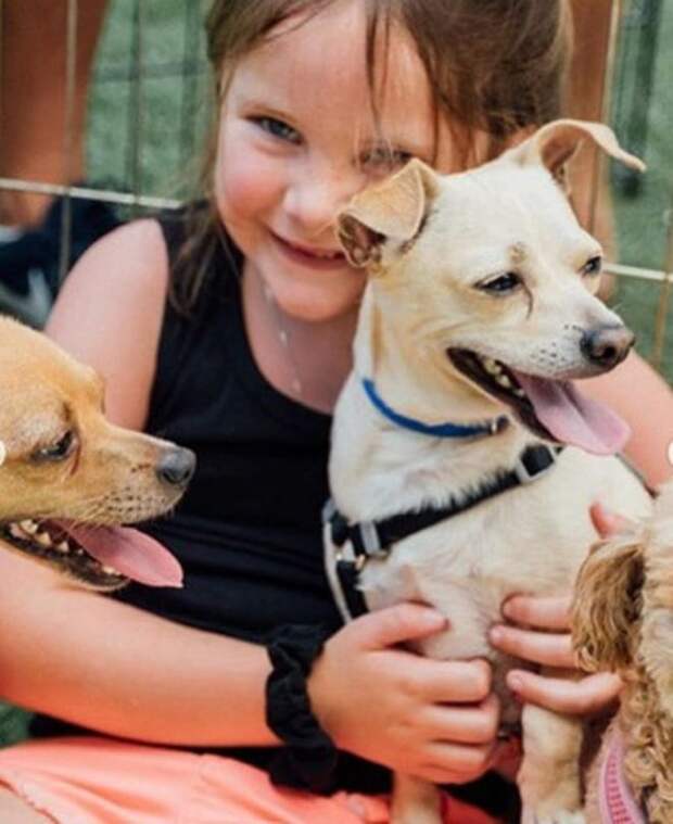 Собаки и девочка