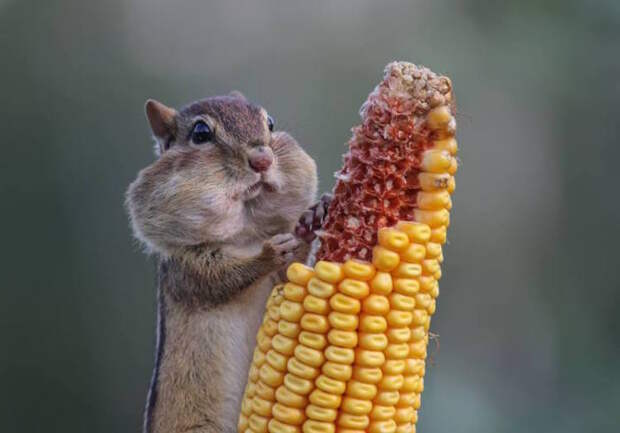 Самые смешные фотографит животных, присланные на конкурс Comedy Wildlife Photography Awards — 2016