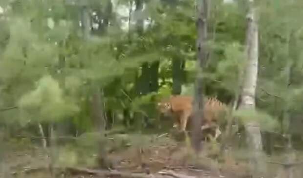 «То ли кисонька, а то ли виденье»: приморцы рассказали о впечатляющей встрече в лесу