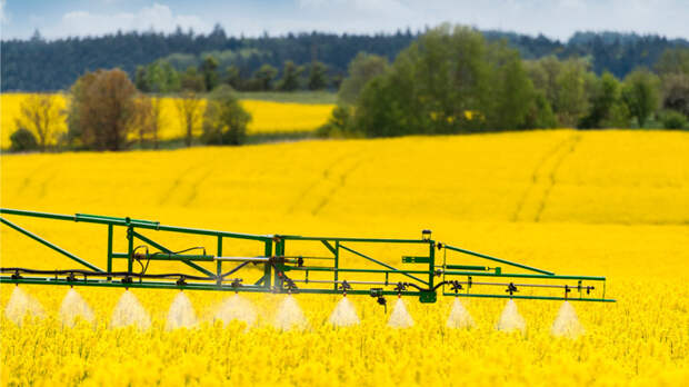 Новую технологию борьбы с вредителями рапса разработали в Казани