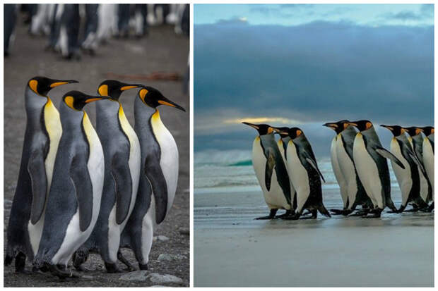 Равняйсь, смирно, шагом марш интересное, пингвины, факты, фауна