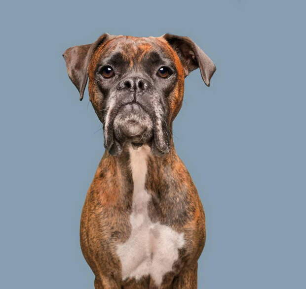 Такие разные характеры собак: фотопроект Elke Vogelsang Такие разные характеры собак: фотопроект Elke Vogelsang