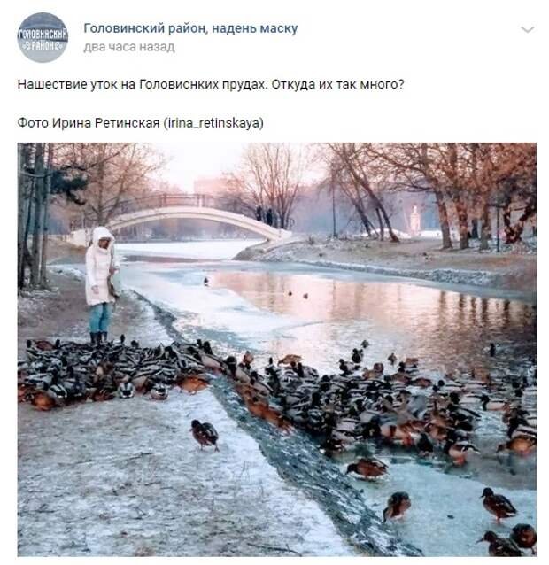 Фото дня: утиная армия наступает