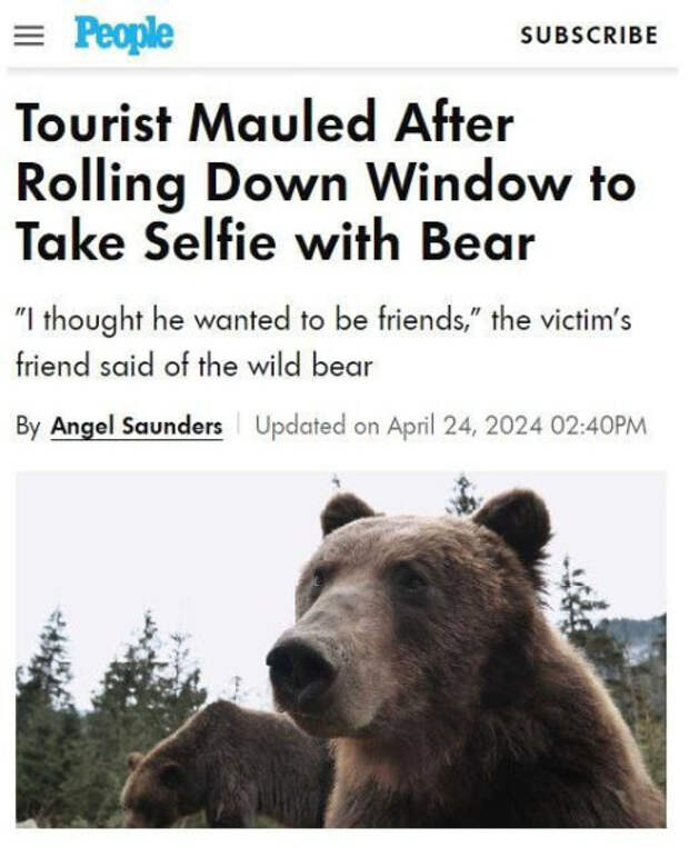 Медведь напал на туристку, которая хотела сделать с ним селфи