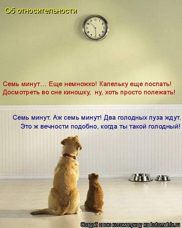 Лучшие котоматрицы недели (50 фото)