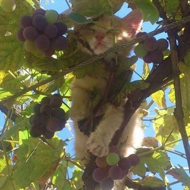 15+ сладких сонь, которых застали в самых неожиданных местах