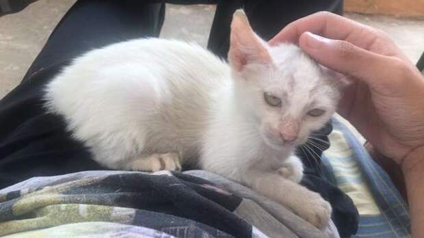 котенок обрел дом котенок на руках