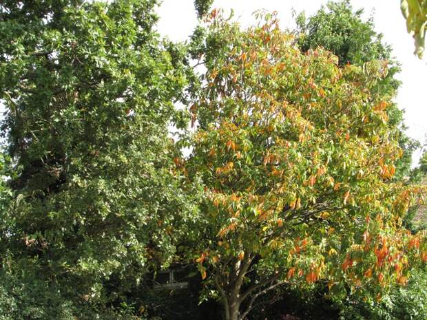 Autumn