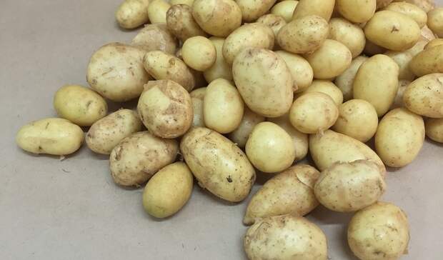 В Приморье отметили высокую урожайность картофеля в этом году