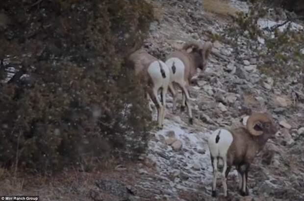 The property is home to a herd of Rocky Mountain Big Horn sheep, pictured 