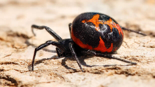 Ядовитые животные России: 10 самых опасных с описанием и фото