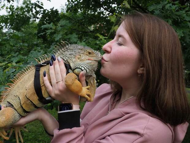 Соседка из Молжаниновского рассказала о повадках ручной игуаны
