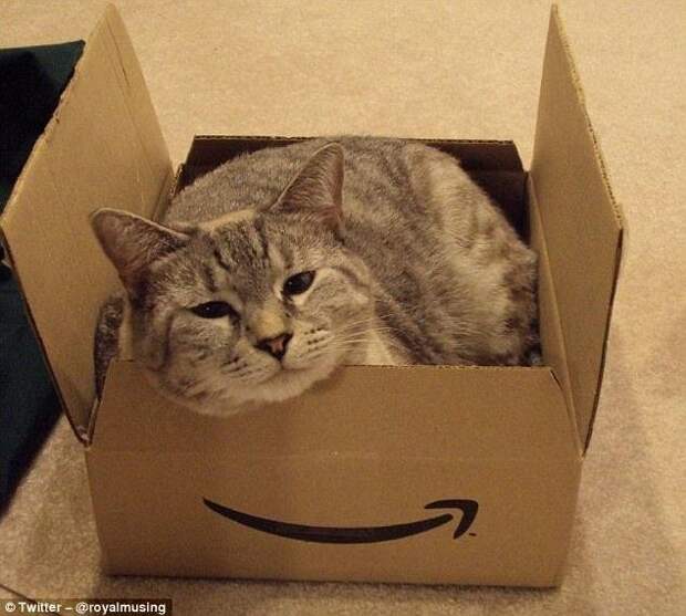 Все кошки своенравны, игривы и обожают коробки! размер тут не имеет значения! животные, коробки, кошки