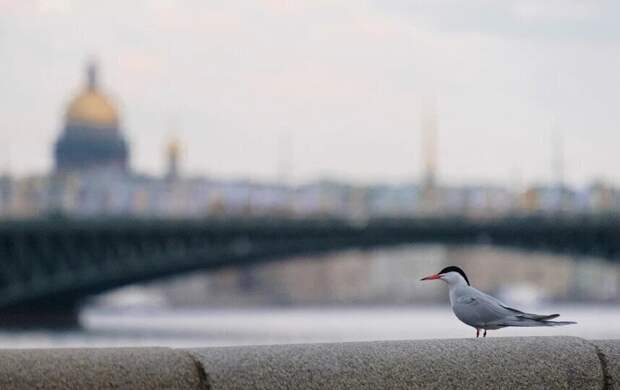 Два циклона обрушатся на Петербург: будет сыро, холодно и туманно