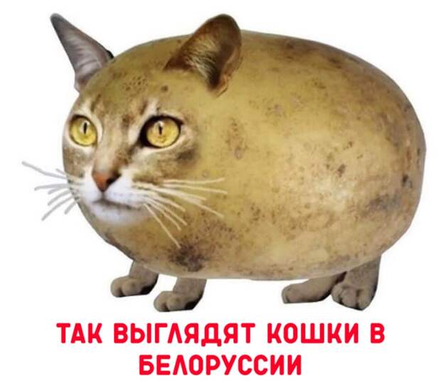 Кошка картошка
