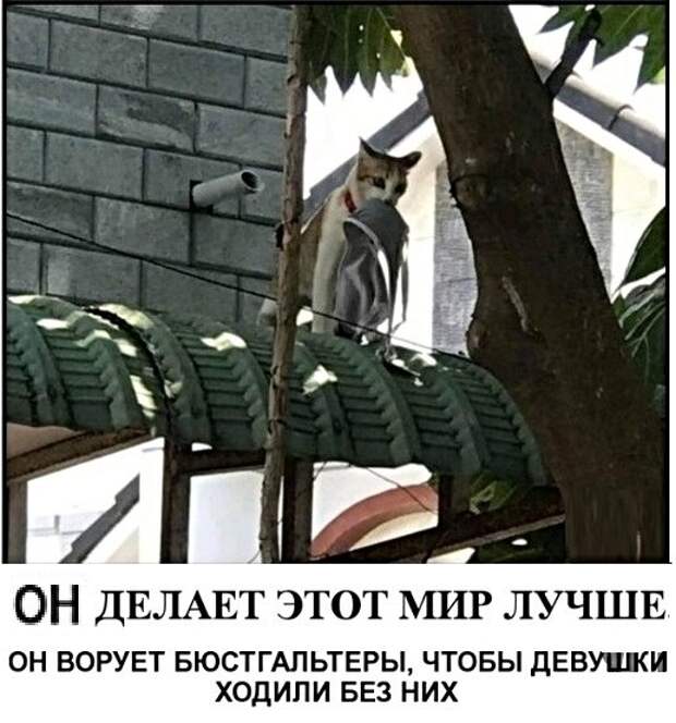 Картинки с надписями, истории и анекдоты