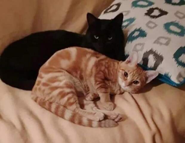 Кошка из приюта приняла котенка и они стали лучшими друзьями. Теперь им нужен общий дом