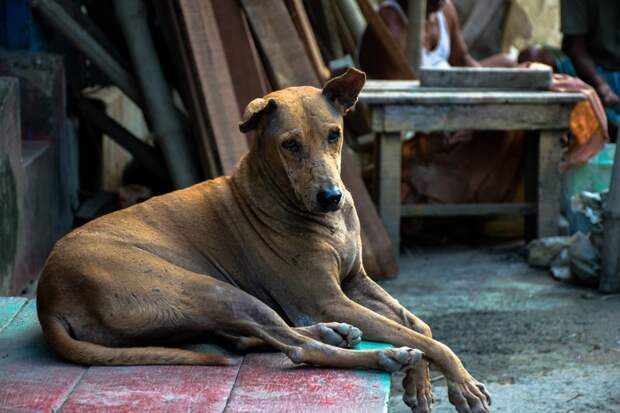 Колоритные уличные собаки со всего мира город, домашние животные, животные, собака, эстетика, юмор