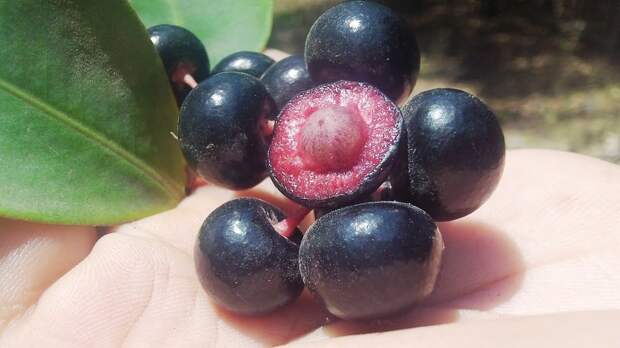 Экзотические фрукты, которые вы, возможно, увидите сейчас в первый раз
