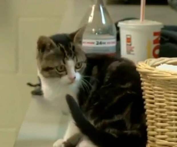 Котенок на кухне Котик сидит