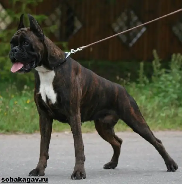 Немецкий боксер собака. Описание, особенности, уход и цена немецкого боксера