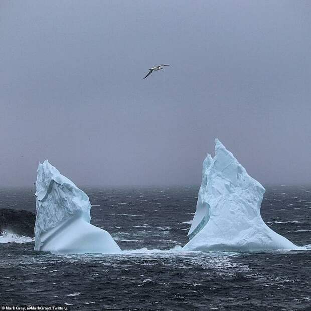 Как выглядит шествие айсбергов по Лабрадорскому морю айсберг, айсберги, аллея, вот это да!, канада, лабрадор, лед тронулся, природа