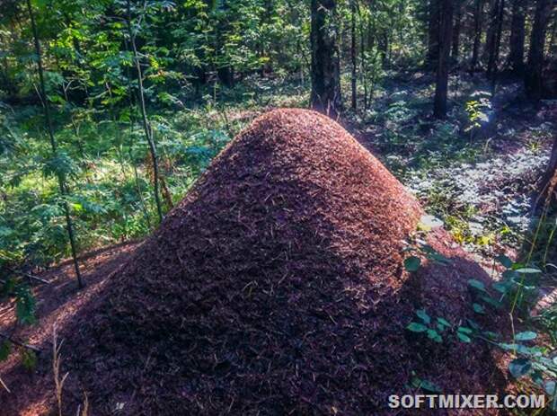 Самый большой муравейник в мире фото