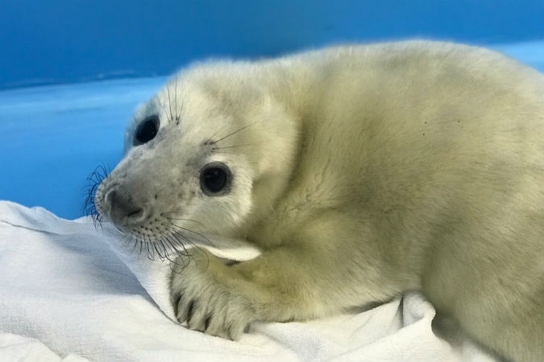 Девочка весит всего 13,5 килограммов Фото: vk.com/sealrescue 