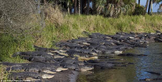 Аллигаторы Флориды встречают весну! аллигаторы, весна, жуткое зрелище, флорида
