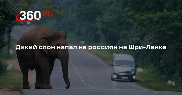 Дикий слон напал на россиян на Шри-Ланке