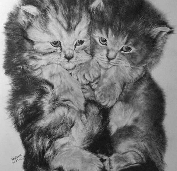 drawncats03 Мастер карандашного наброска — Пол Ланг