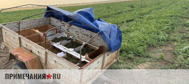 Житель Кировского района осужден за культивирование конопли и хранение наркотиков