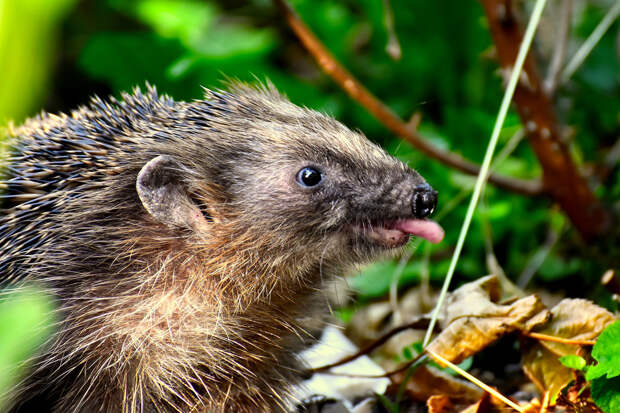 Специалисты рассказали о правилах поведения при встрече с ёжиком