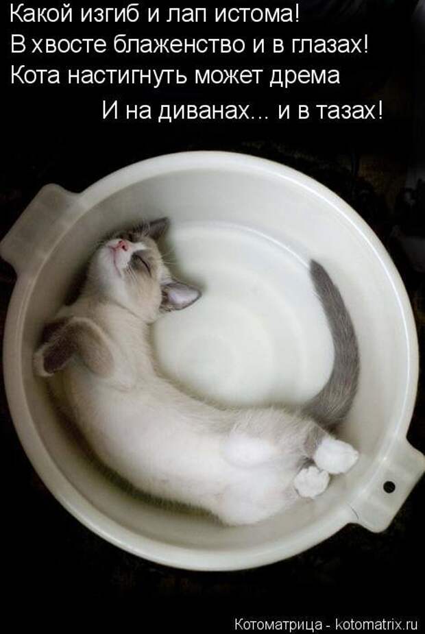 Лучшая котоматрица недели (35 фото)