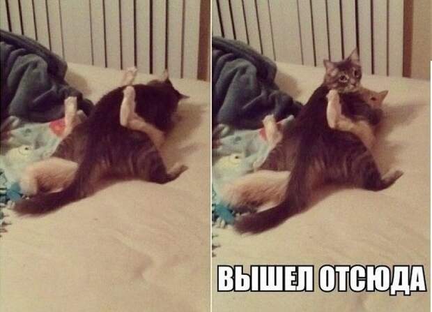Новогодние приколы