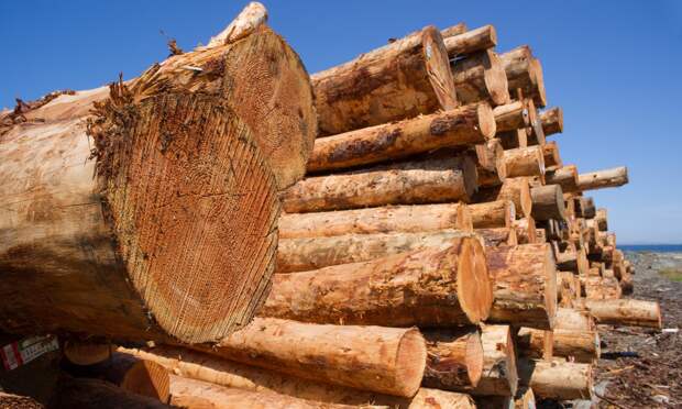 Житель Вельска незаконно загубил леса более чем на 1 миллиард рублей