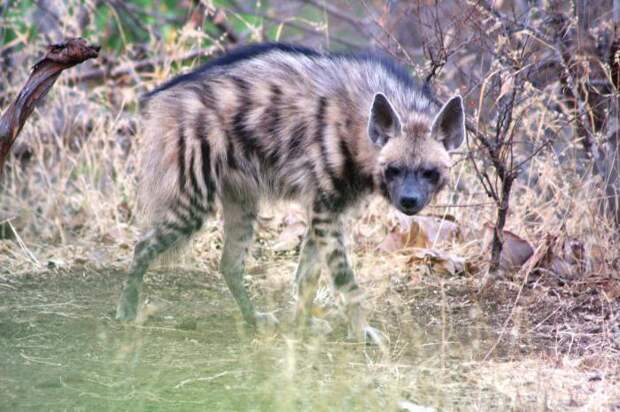 Гиена полосатая  (Hyaena hyaena) : описание, ареал обитания. Мир гиен