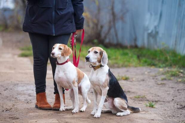 Юрист Андрюхина: россиянам может грозить штраф за испачканный собакой автомобиль