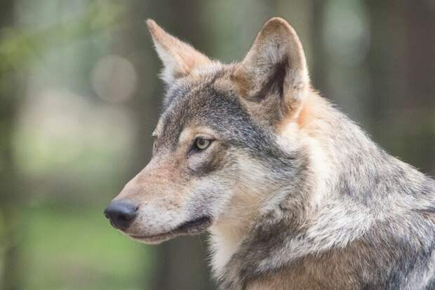 В Кировской области стартует конкурс на лучшего охотника-волчатника 2023 года