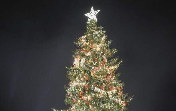 Главная ёлка Петербурга будет украшать Дворцовую площадь до 22 января