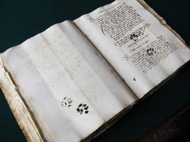 Коты всегда были наглецами: вот пример из исторической рукописи 15 века животные, забавно, наглосты, пакости, питомцы, подборка, фото, юмор