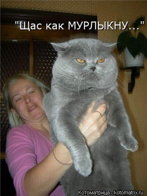 Лучшие котоматрицы недели Лучшие котоматрицы недели