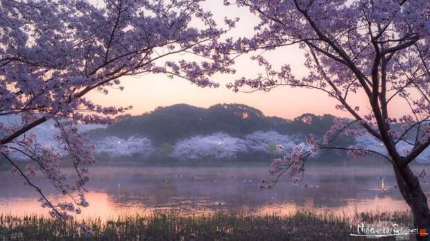 Сакура в цвету: Фотопейзажи из Японии, от которых захватывает дух