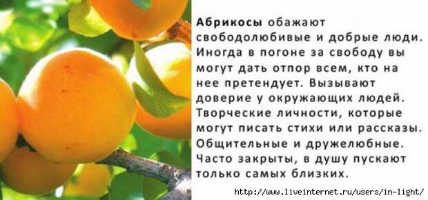 абрикос (570x267, 99Kb)