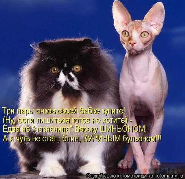 Лучшие котоматрицы недели