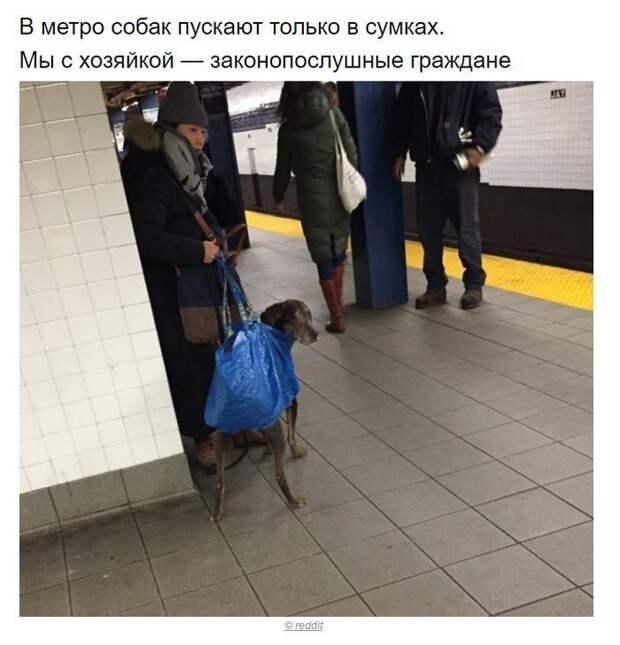Собаки, которые поняли эту жизнь Собака, хитрые твари, длиннопост