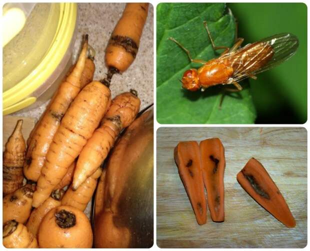 Морковная муха: не дать ей вредить