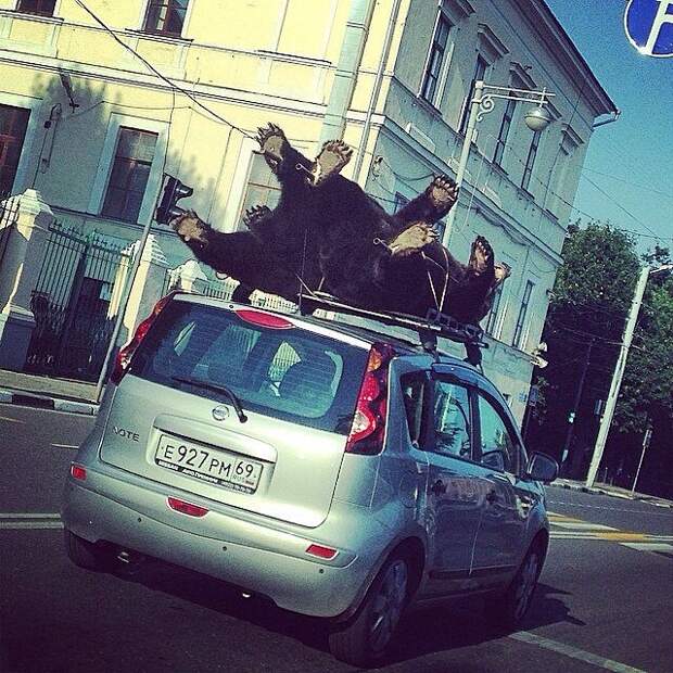 Медведей катают на крышах автомобилей Города России, города, россия, тверь